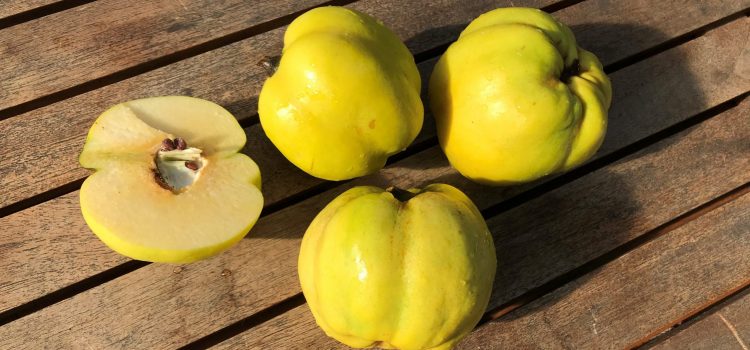 blog_quitten Quitten auf einem Tisch