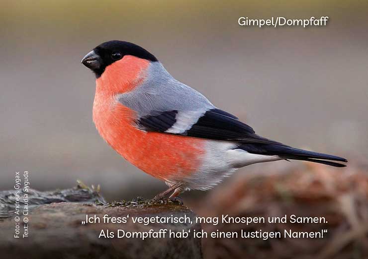 Gimpel/Dompfaff, Copyright: Andreas Gygax