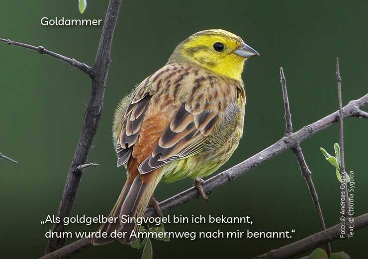 Goldammer, Copyright: Andreas Gygax