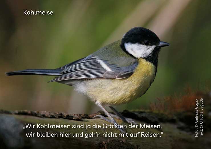 Kohlmeise, Copyright: Andreas Gygax