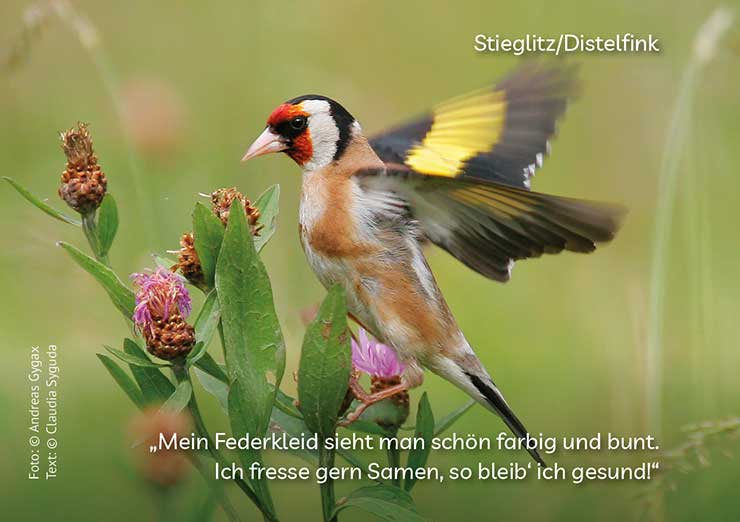 img_vogelheft_stieglitz_sm Stieglitz/Distelfink, Copyright: Andreas Gygax